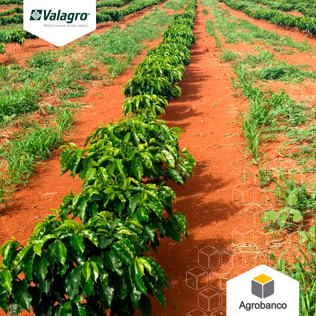 Agrobanco — imagem 8
