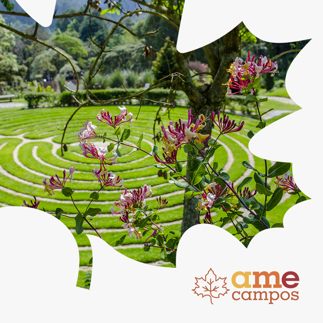 Ame Campos — imagem 3